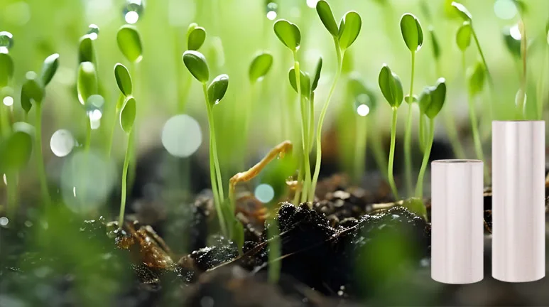 Natural Cellulose Film – Sustainable Packaging for the Future