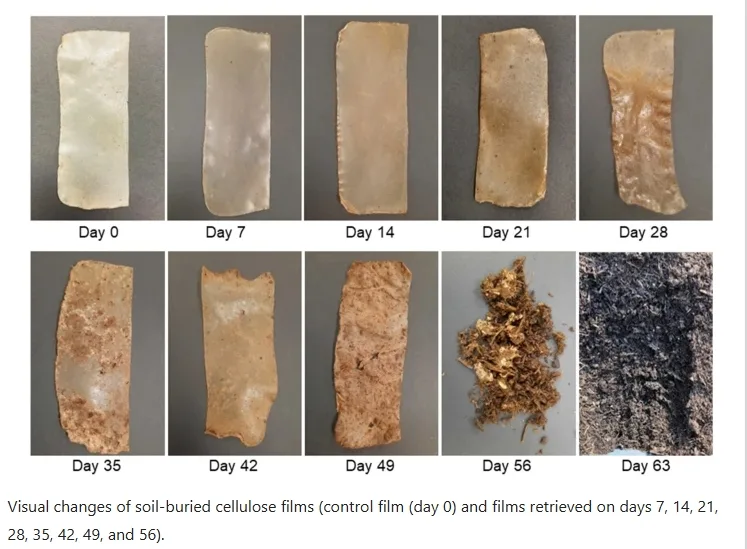 Biodegradation process of cellulose film under composting conditions