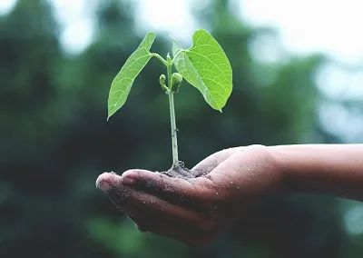 Protecting the Green Earth